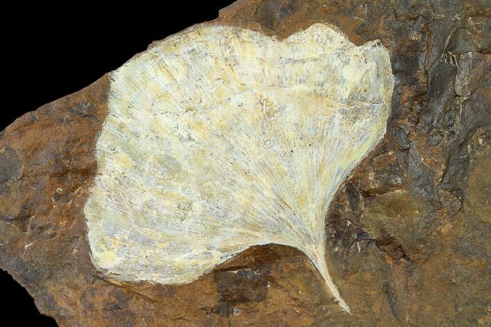 Fossil Ginkgo Leaf From North Dakota - Paleocene #148613